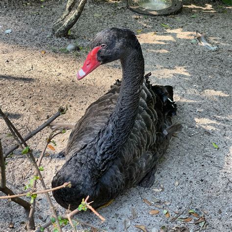 Rebecca the Male Black Swan Has Passed Away at Disney's Animal Kingdom ...