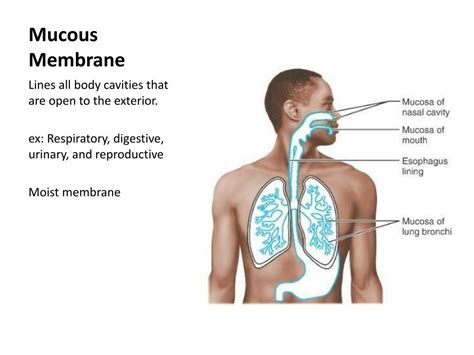 Mucous Membrane Diagram