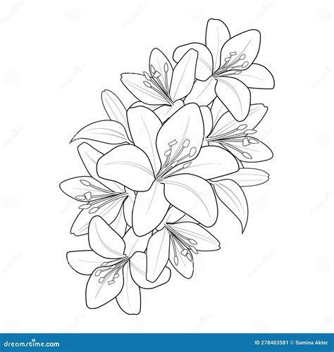 Realistic Lily Drawing, Realistic Lily Flower Sketch, Outline Realistic ...