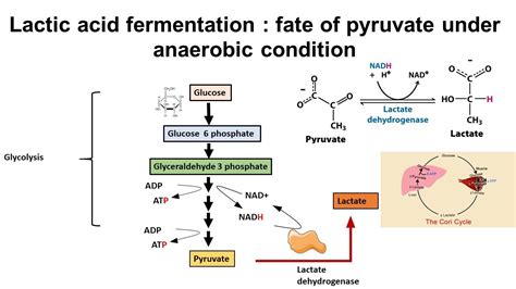 Lactic Acid Fermentation Equation