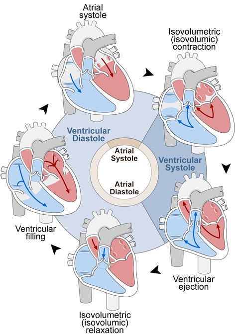 Cardiac Cycle Simulation – Human Bio Media