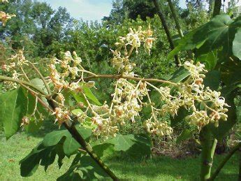 Chinese Parasol Tree Care