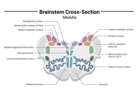 Brainstem Cross-Section - Medulla | BioRender Science Templates