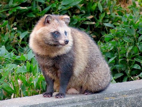 Japanese raccoon dog - Wikipedia