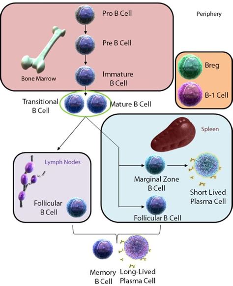 B Cells