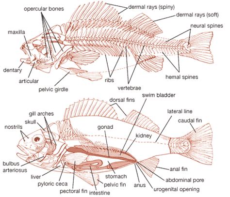 Fish - Reproduction, Spawning, Fertilization | Britannica