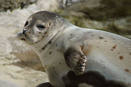 Earless seal | Wiki | Everipedia