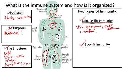 Immune System Structure and Function - YouTube