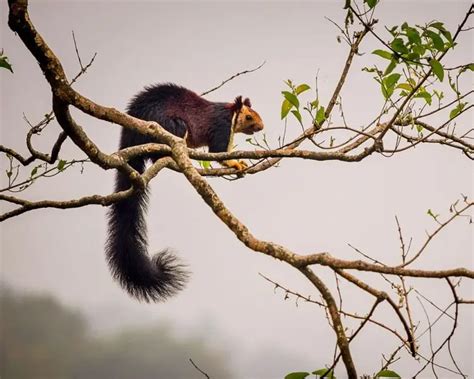 Indian Giant Squirrel - Facts, Diet, Habitat & Pictures on Animalia.bio