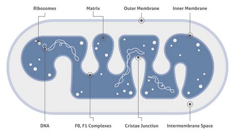 Mitochondria Antibodies | Proteintech Group