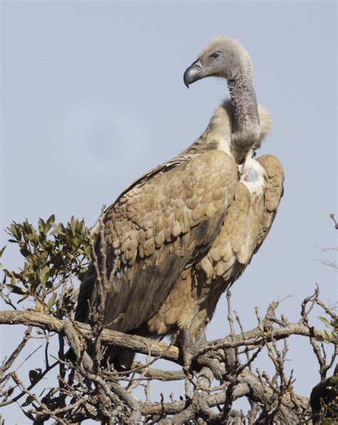 Vultures join 'red list' of critically endangered species in Africa ...