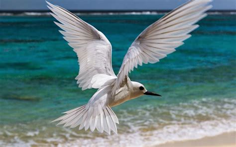 10 Most Beautiful Flying Birds New HD Wallpapers 2014 | Beautiful And ...