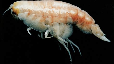 Deep-Sea, Shrimp-like Creatures Survive by Eating Wood