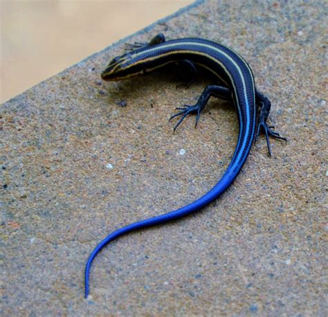 Skink blauw | Reptiles, Reptiles and amphibians, Pet birds