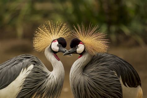 Couple of grey crowned cranes free image download