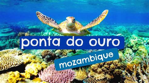 Scuba diving: In Ponta do Ouro Mozambique - YouTube