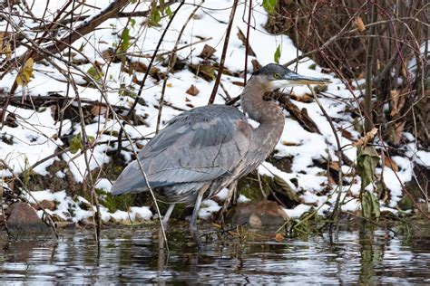 Great Blue Heron | Gallup Park, Ann Arbor Michigan | Greg Jarman | Flickr