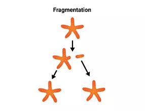 Asexual Reproduction in animals: Features, Types, Advantages ...