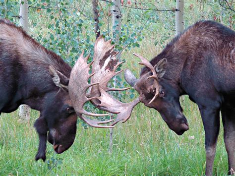 Bull Moose Fighting | Colorado Rocky Mountains | Sandra | Flickr