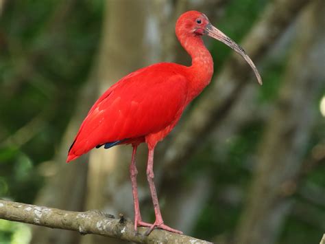 Scarlet Ibis - eBird