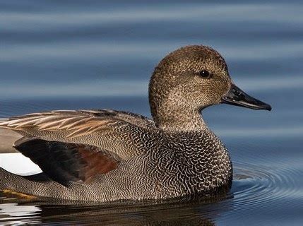 Gadwall (duck) | Facts About All