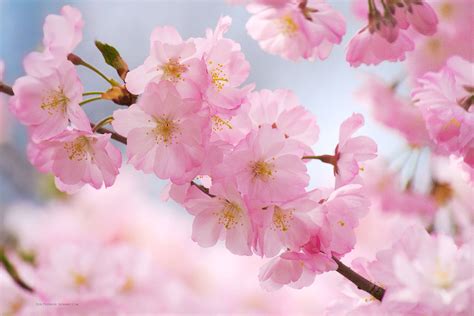 Cherry Blossom Wallpapers