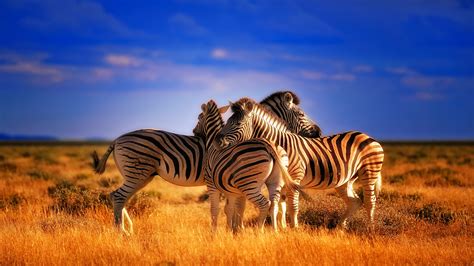 Zebra Desktop Backgrounds Free Download