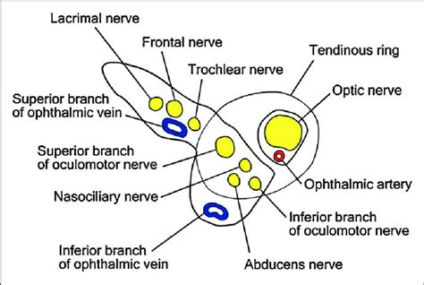 Diagrammatic representation of the right superior orbital fissure with ...