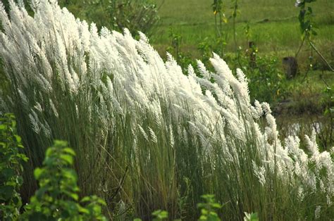 shiatoshi: Kash phool/ Kans grass: Plant Description and Its uses