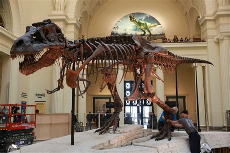 Field Museum begins to move SUE the T. rex, photos - Curbed Chicago