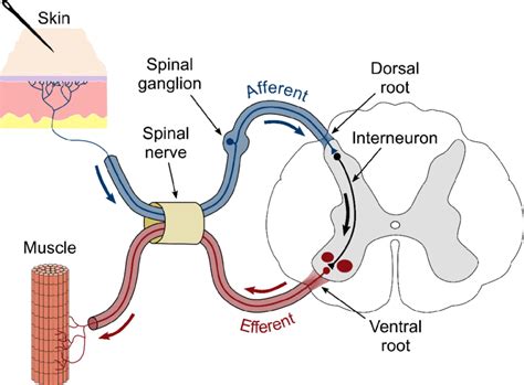 Schematic representation of a spinal reflex arc. A pin in the skin ...