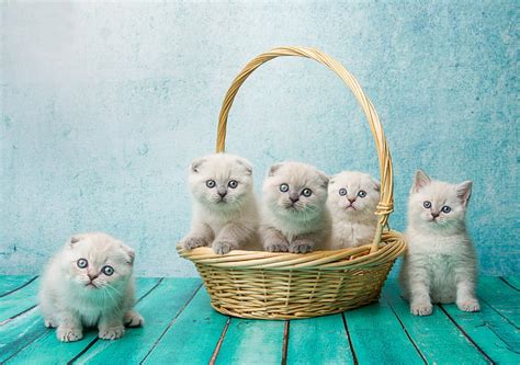 HD wallpaper: baskets, animals, cats, mammals, kittens | Wallpaper Flare