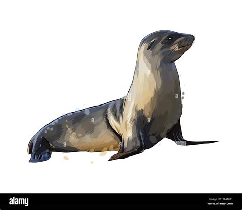 Sea lion, seal from a splash of watercolor, colored drawing, realistic ...