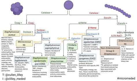 Gram Positive Cocci Identification Chart