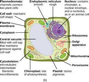 Lysosome In Animal Cell