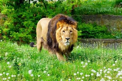 Gir National Park 2023 Guide: Get Info About Asiatic Lions' Kingdom