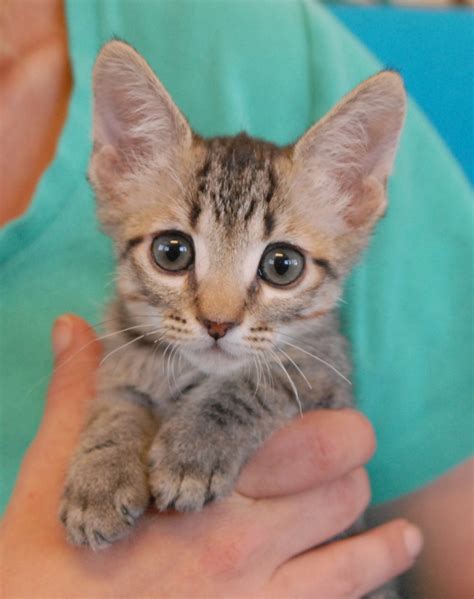 25 rescued kittens debut for adoption today!