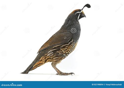 Male California Quail stock photo. Image of cute, black - 82198894