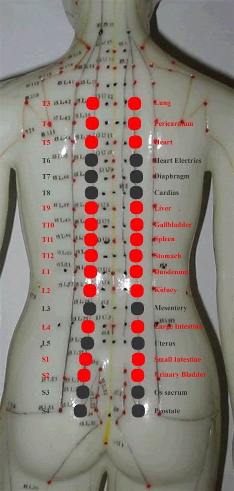 new acquisition in back-shu points anatomy knowledge Reflexology Chart ...