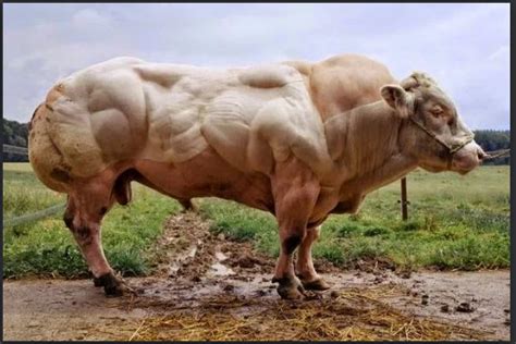 Top 10 Biggest Cattle Breeds In The World - Biggest Cows