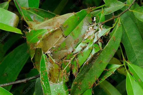 Weaver Ant Nest - Stock Image - C022/0356 - Science Photo Library