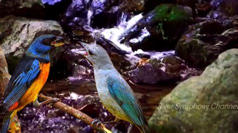 BIRDS SONG by the RIVERSIDE #relaxing #river #soundscape - YouTube