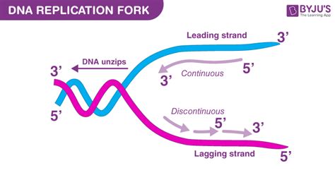 Prokaryotic Dna Replication Lagging Strand