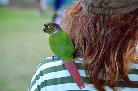 Pet Birds On Your Shoulder | BeChewy