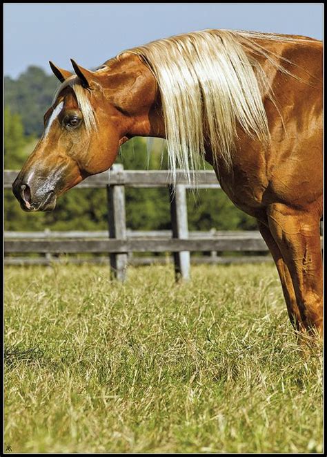 17 Best images about Palomino Horses on Pinterest | Quarter horses ...