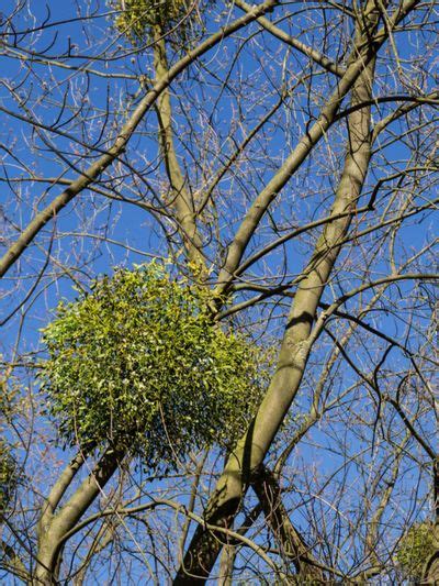 Mistletoe In Trees - Tips For Controlling Mistletoe Plants