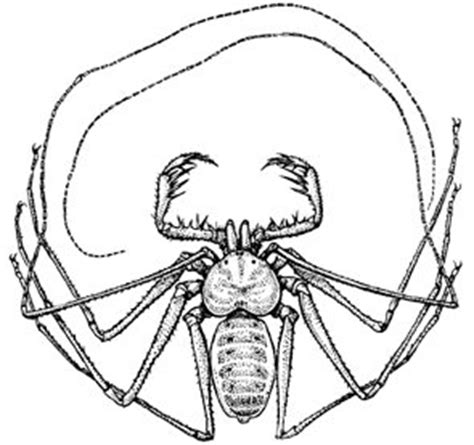 wissenschaft-online > Kompaktlexikon der Biologie > Amblypygi: Abbildung I