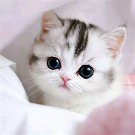 cats and dogs are amazing creatures because they are the cutest and ...