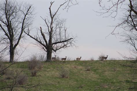 Skyline deer : r/pics