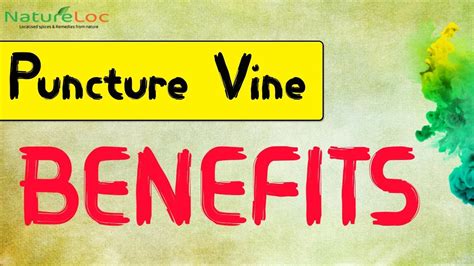 Puncture Vine Benefits - NatureLoC Youtube - YouTube